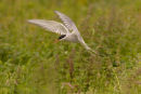 Arctic Tern 005